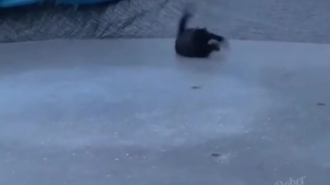 Funny Cat Ice Dance