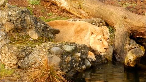 Lion.draink.big cat.zoo