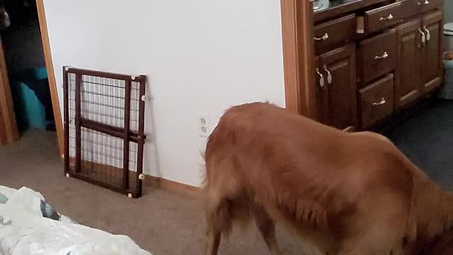 Ollie the Golden has a hard time catching