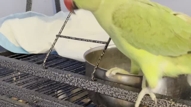 Parrot Does the Dishes