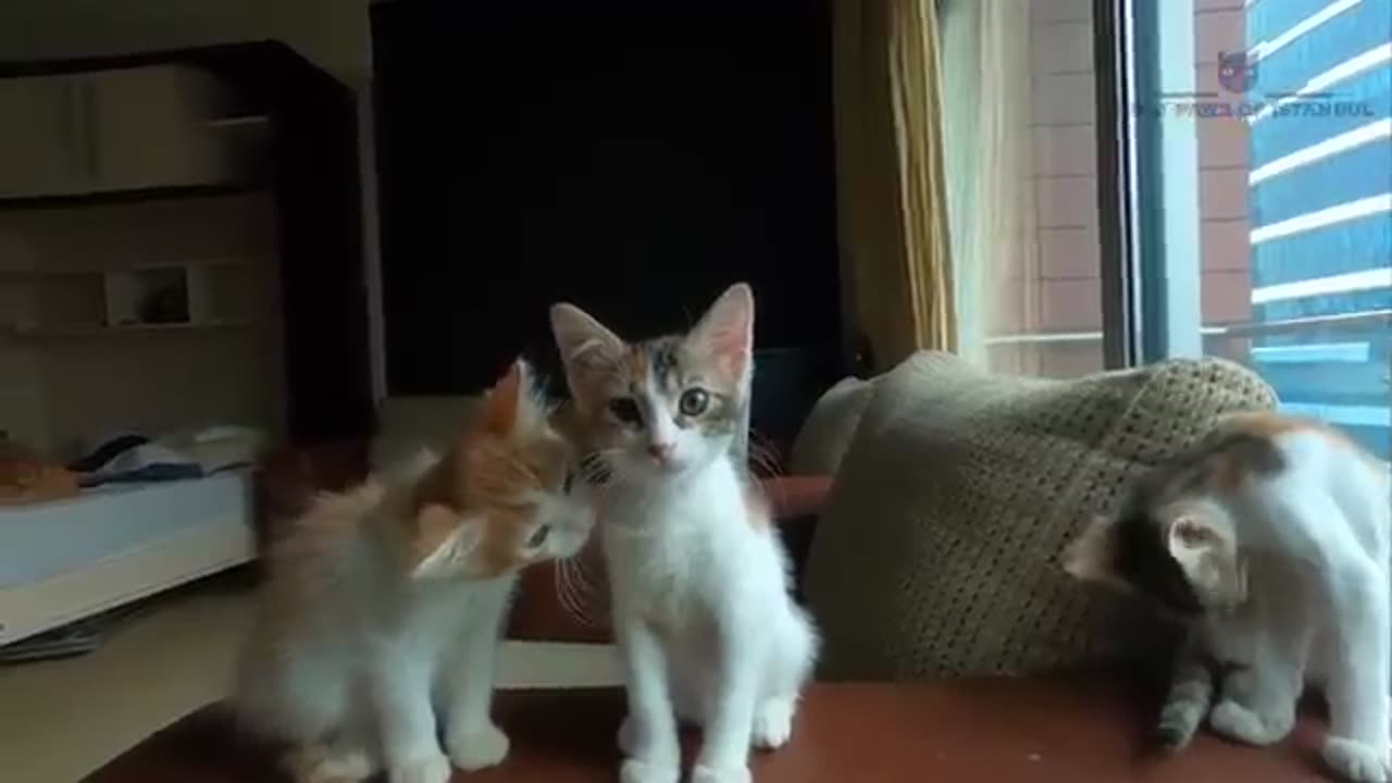 Whole story 20 days old kitten πππΎπΎ rescue before and after