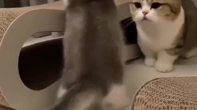 .cute and funny cat shorts❤#shorts #cat #cutecat