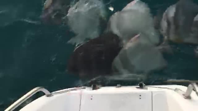 feeding fish in Australia