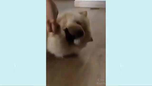 😍funny dogs video 2021