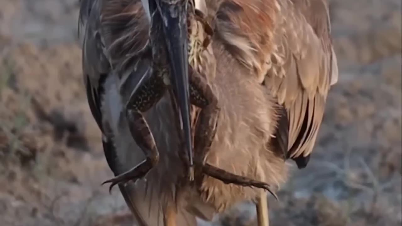 Bad luck for frog 🐸 | bird swallowing alive frog 🐸😳 | bird eating big frog 🤤