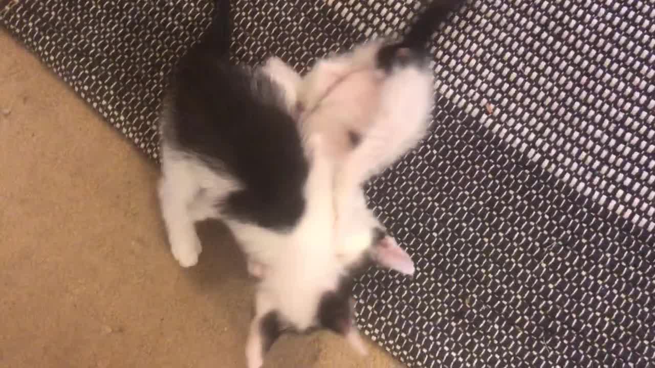 Kittens playing nicely