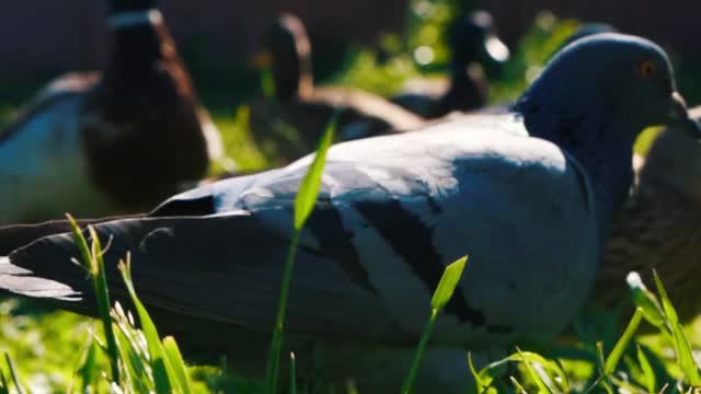 Doves and Ducks Eating In The Grass