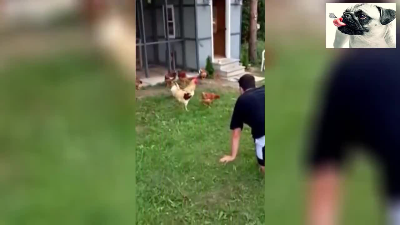 Funny Chicken Try Not To Laugh - Funniest Animals Videos 2020