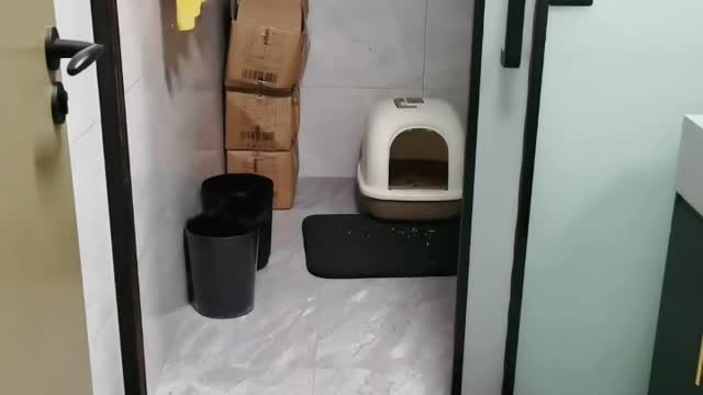 animal