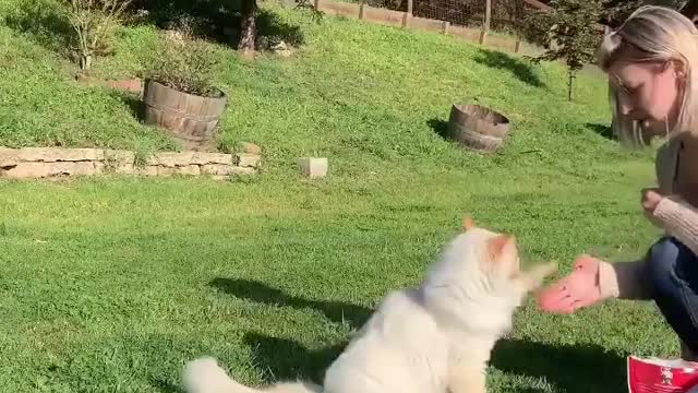 Cat training easy trick