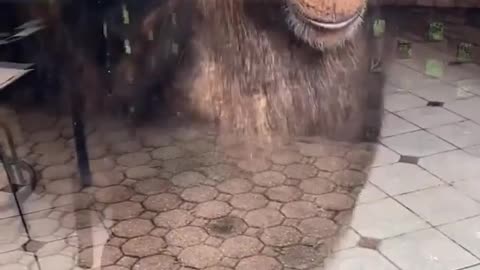 Monkey cleaning mirrors