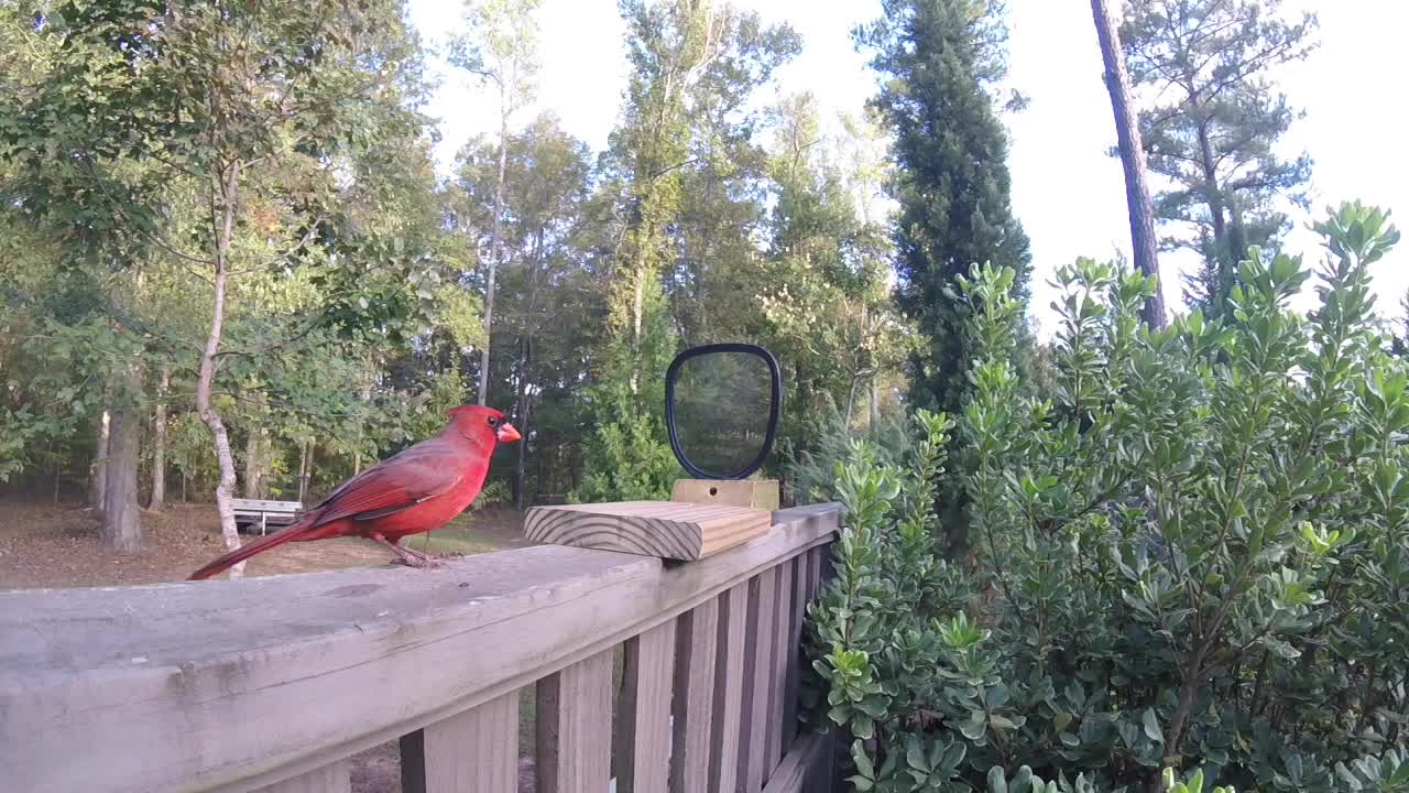 Cardinal not happy about "other" cardinal