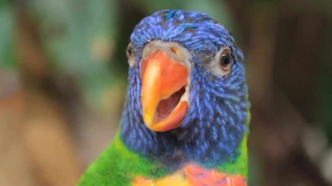 Beautiful parrot | Cool Bird🐦 i