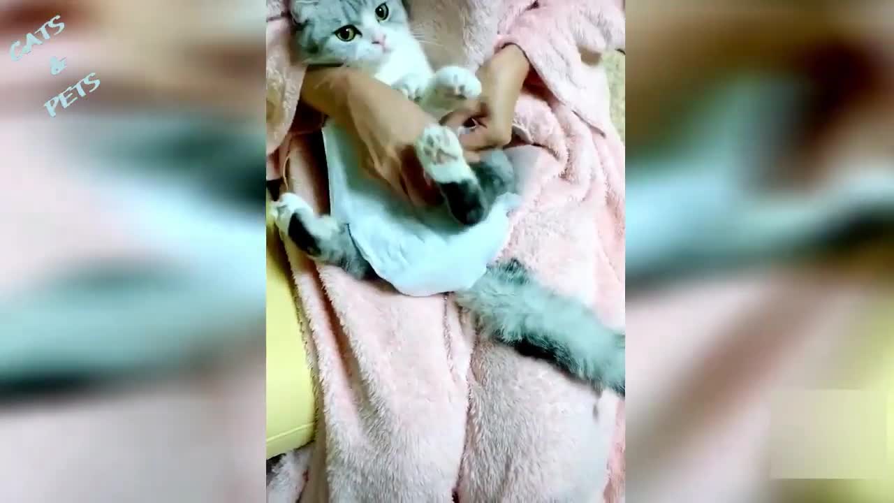 Funny Fails cats