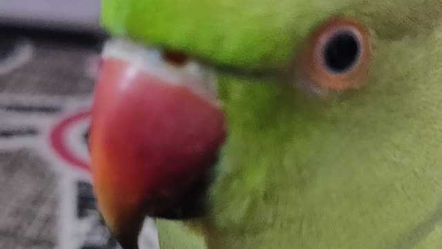 Green parrot talking