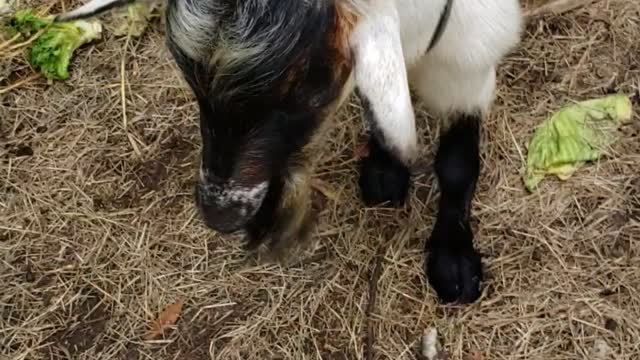 A new baby goat!!