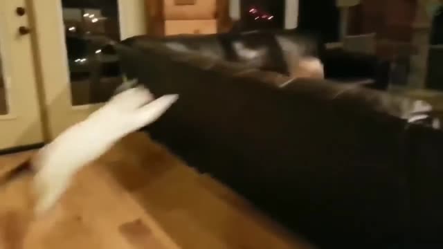 Cute cat 😍 falling fail clips 🤣