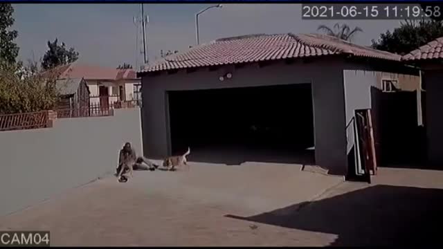 Pitbull kills thief!