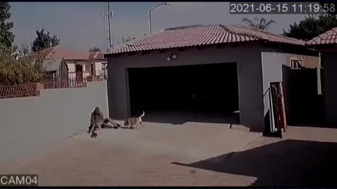 Pitbull kills thief!