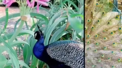 Peacock flies like a beautiful green cloud, drifting from the top of the mountain.