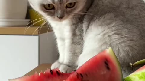 Смешные коты - Майя 😼