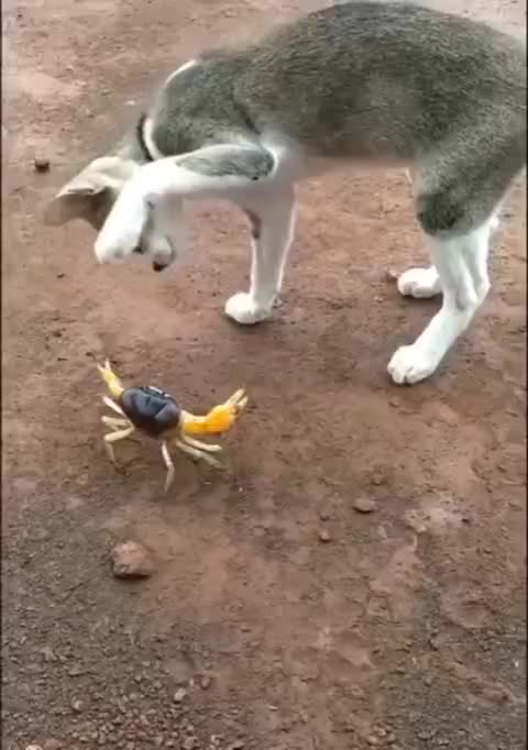 Cat 🐱🐱🐱 chat 🐈🐈🐈