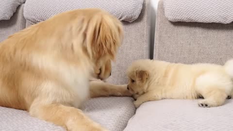 Golden Retriever Meets Puppy Just Like Him for The First Time