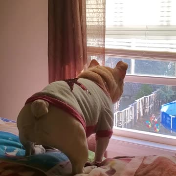 Cute Bulldog protects the house. She's one of our gaurd dogs!