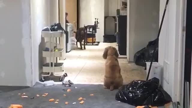 Dogs staring at each other for a long time