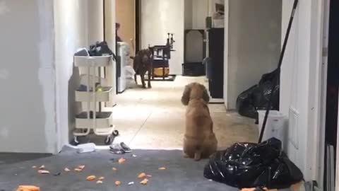 Dogs staring at each other for a long time