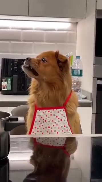 Doggo is a cruel taskmaster 🤣🔥💯