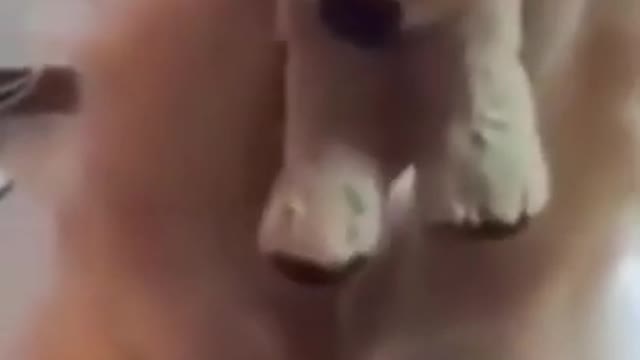 Funny dog videos try not to Laugh clean ,It's time to LAUGH with Dog's life