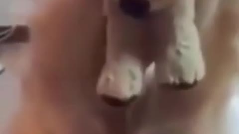 Funny dog videos try not to Laugh clean ,It's time to LAUGH with Dog's life