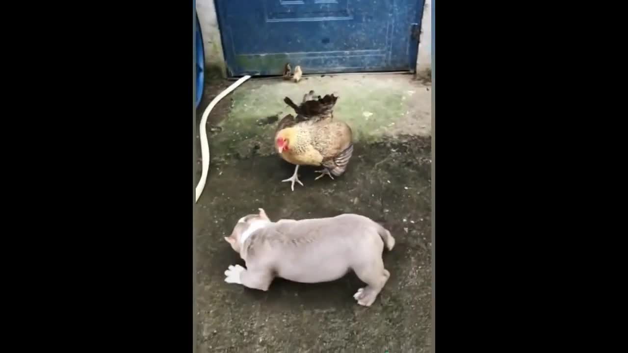 CHICKEN DOG FIGHT [funniest video 2021