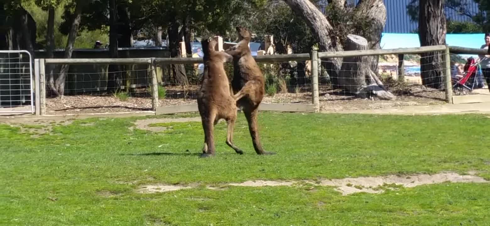 Kangaroo boxing fight 🗾🗾🗾🗾