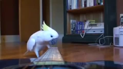 WOW Guitar Playing parrot funny pet bird