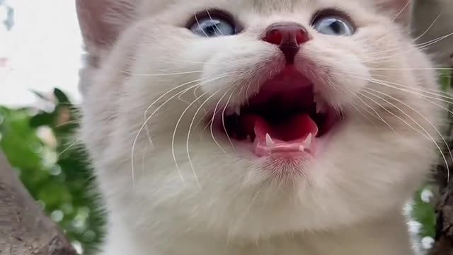Cutest Cats Ever! Cute Funny Playful Beautiful Kitty Cats (Part 11) | #shorts #cats