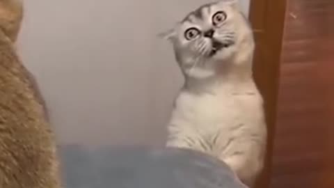 Cute cats fighting