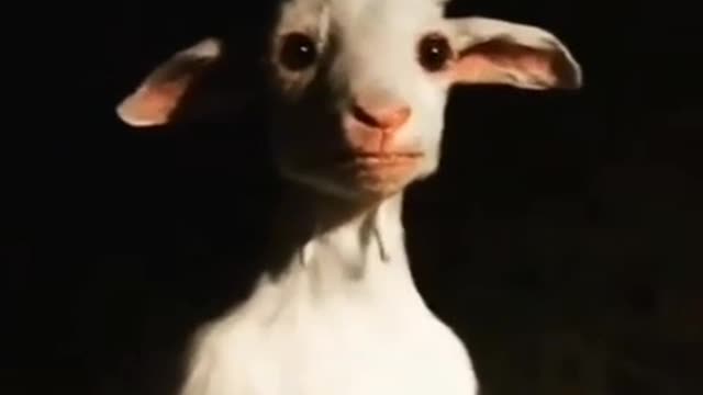 Just a creepy standing goat