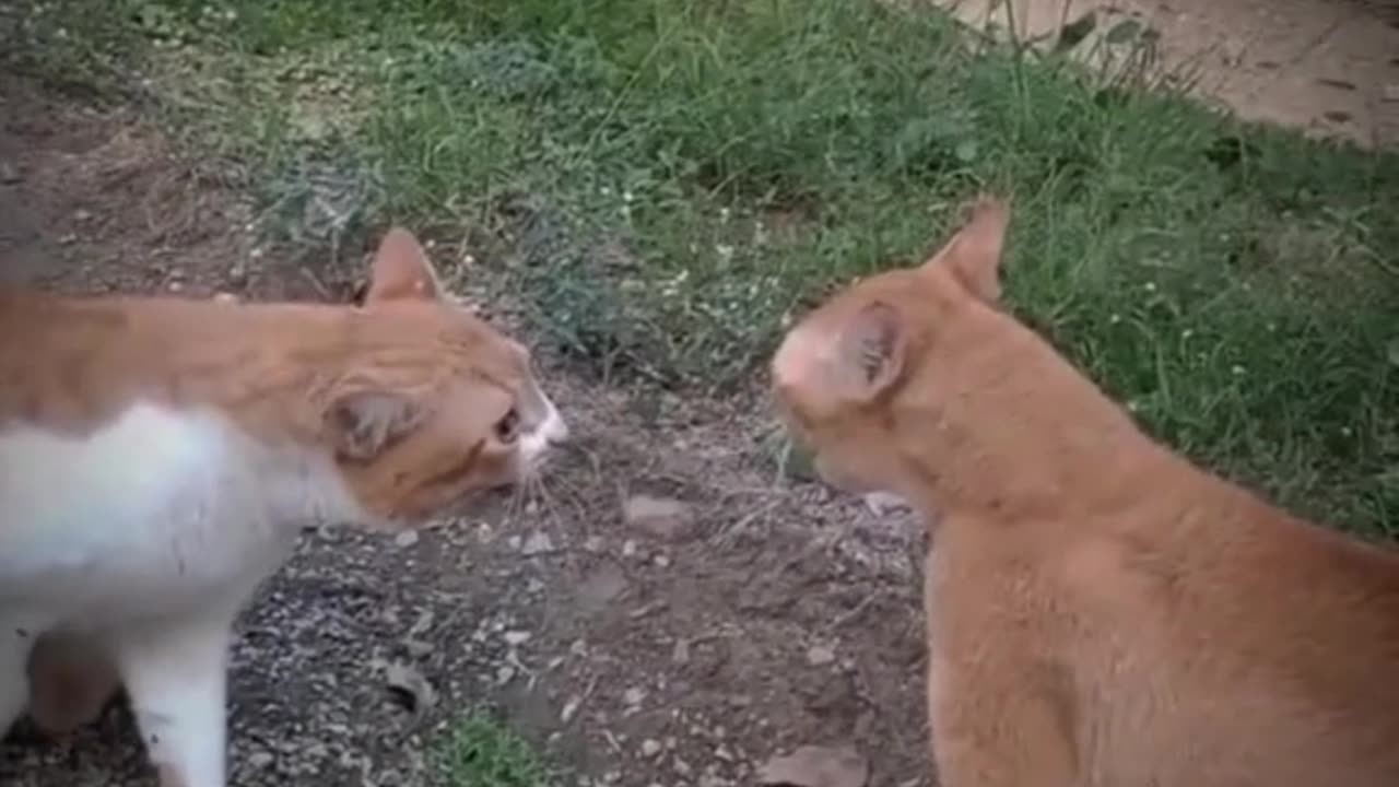 Cats funny fight