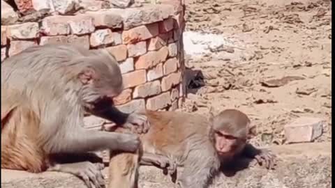 Monkey having a great work