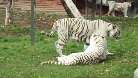 Beautiful animal