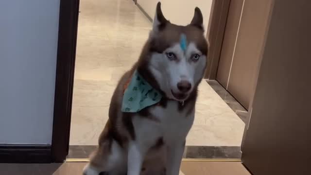 My Handsome dog