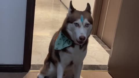 My Handsome dog
