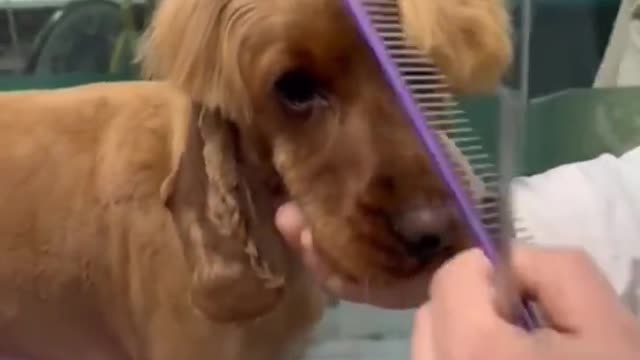 Cute pet dog