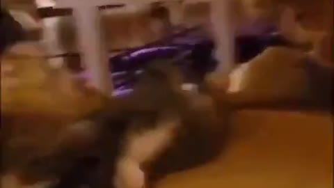 funny cats