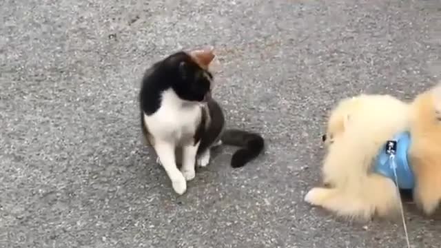 Lindo perrito y gatito pelando