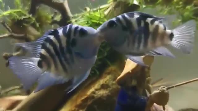 fish love