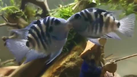 fish love
