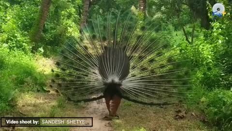 Amazing Peacock Dance 🤗